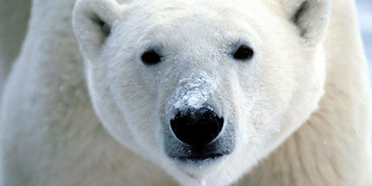 EarthTalk: Our Environment - Protecting Polar Bears