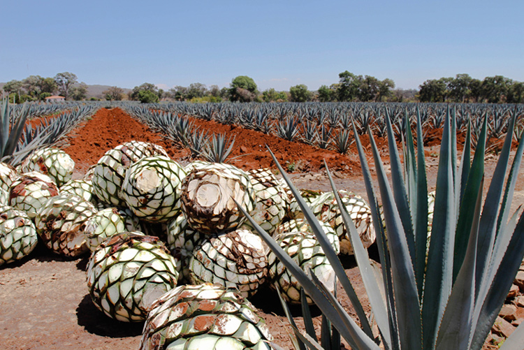 Mexico’s Tequila Ocho lets some of the blue agave plants at its Los Fresnos ranch reach full flower—a process that can take up to eight years and makes the plants no longer able to produce tequila—for the sake of local endangered bat populations that depend on them to thrive.