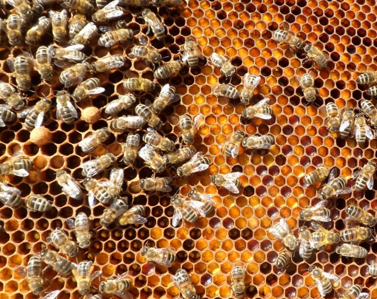 honeybee-pollen | Cornelius Today