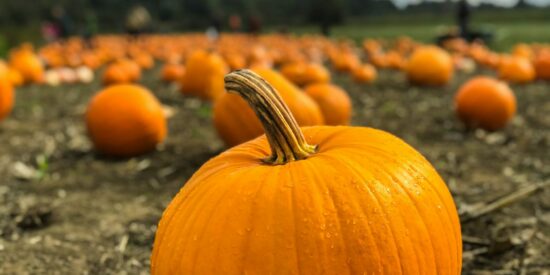 Pumpkin patches are open at Davidson UMC and nes to Bruster's Icea Cream in Cornelius.