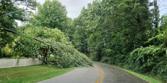 Tree partially blocking Jetton