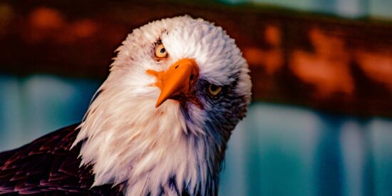 Join the Carolina Raptor Center to celebrate a connection with birds of prey for an annual fundraiser. 