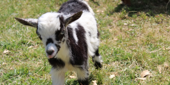 Zen Hooves will host a Goat Therapy session on Jan. 14. Pictured: Freckles