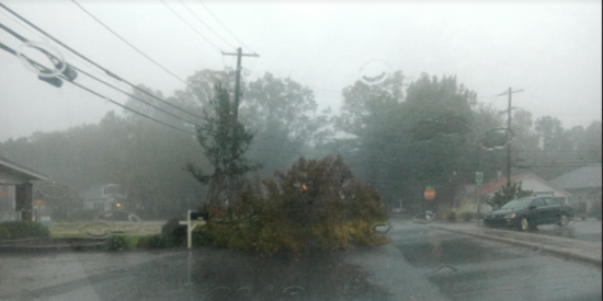 Tree down on Cornelius Street