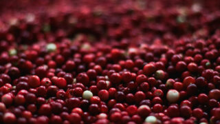 cranberry