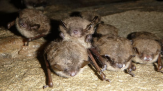 Little brown bats. Photo by Katherine Caldwell via NC Wildlife Resources Commission